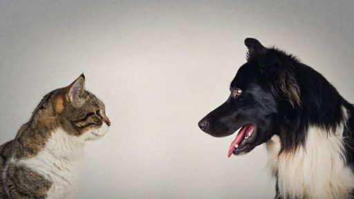 The eternal duel between dog and cat